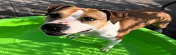 Meticcio cani in regalo: GOLD BELLISSIMO AMSTAFF - Annuncio 7