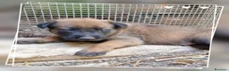 Pastore Belga cani in vendita: Allevamento Pastore Belga Malinois in Calabria.  a Provincia di Cosenza - Annuncio 3