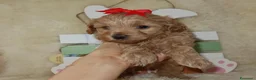 Maltipoo cani in vendita: Splendidi cuccioli di Maltipoo - Annuncio 28