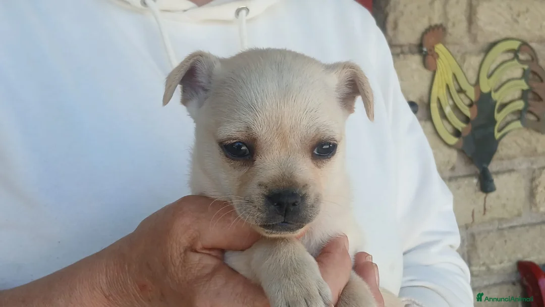 Meticcio cani in regalo: ZELDA HA BISOGNO DI TANTO AMORE E UNA CASA - Annuncio 2