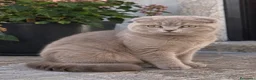 Scottish gatti in vendita: Scottish fold - Annuncio 8