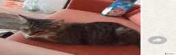 Meticcio gatti in regalo: GATTI ADULTI E GATTINI PICCOLI a Provincia di Piacenza - Annuncio 8