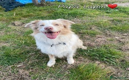 Border Collie cani per accoppiamento: Border Collie Lilac Merle disponibile per monte. a Città Metropolitana di Venezia - Immagine 7