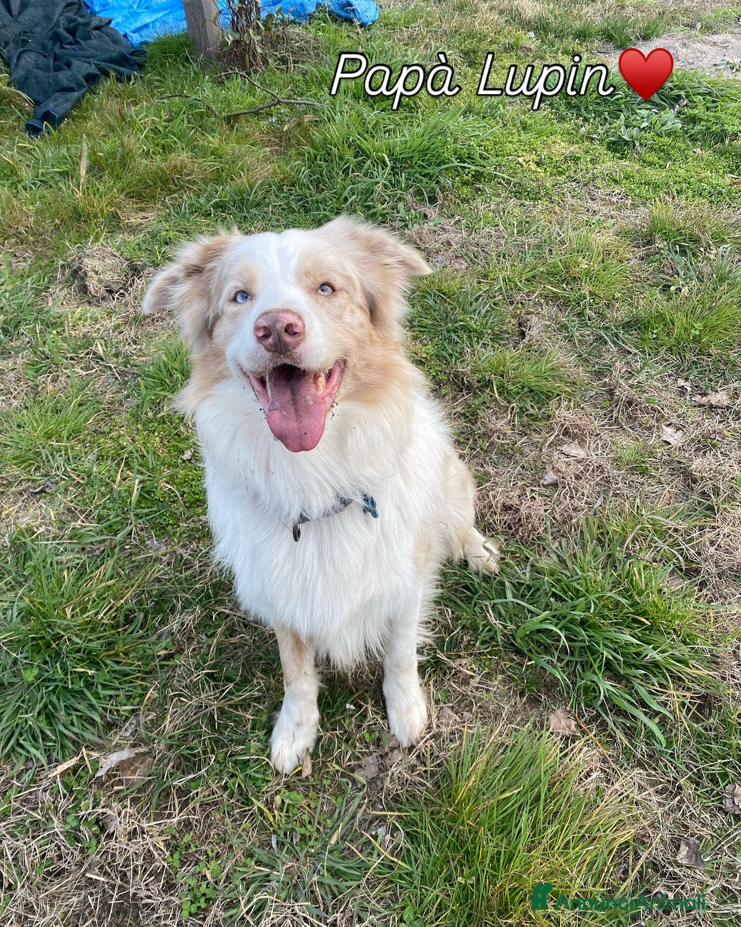 Border Collie cani per accoppiamento: Border Collie Lilac Merle disponibile per monte. a Città Metropolitana di Venezia - Immagine 7