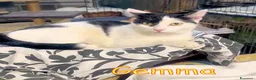 Europeo gatti in regalo: GEMMA MERITA UNA FAMIGLIA - Annuncio 1