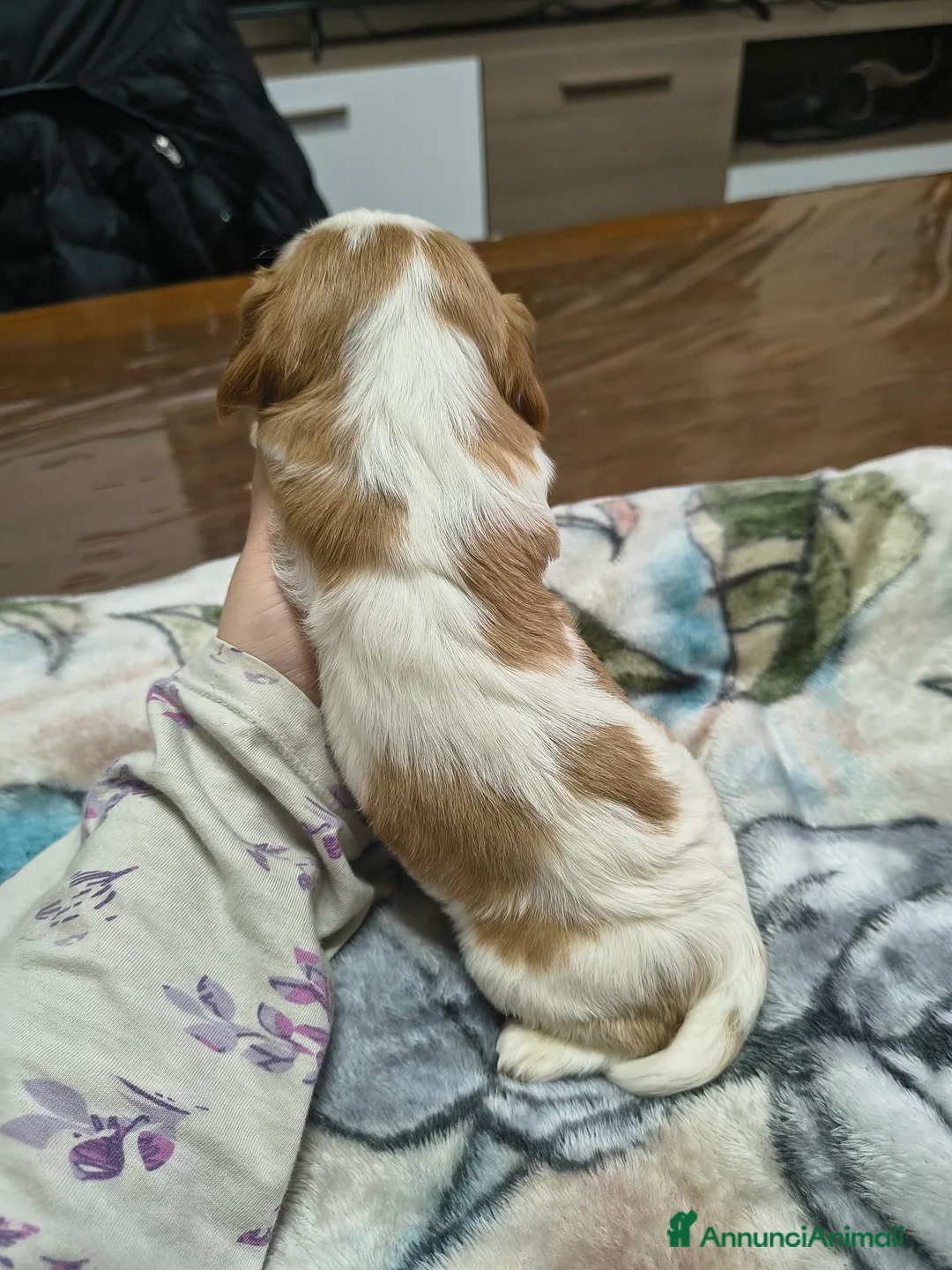 Cavalier King cani in vendita: Cuccioli di cavalier king Charles spaniel  a Provincia di Modena - Annuncio 8