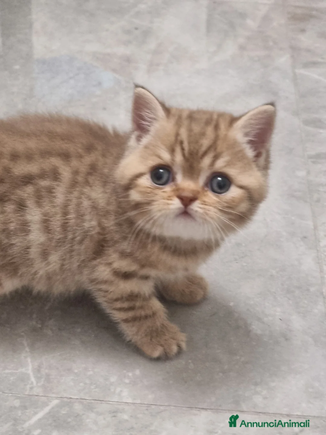 Scottish gatti in vendita: Scottish Straight  - Annuncio 2