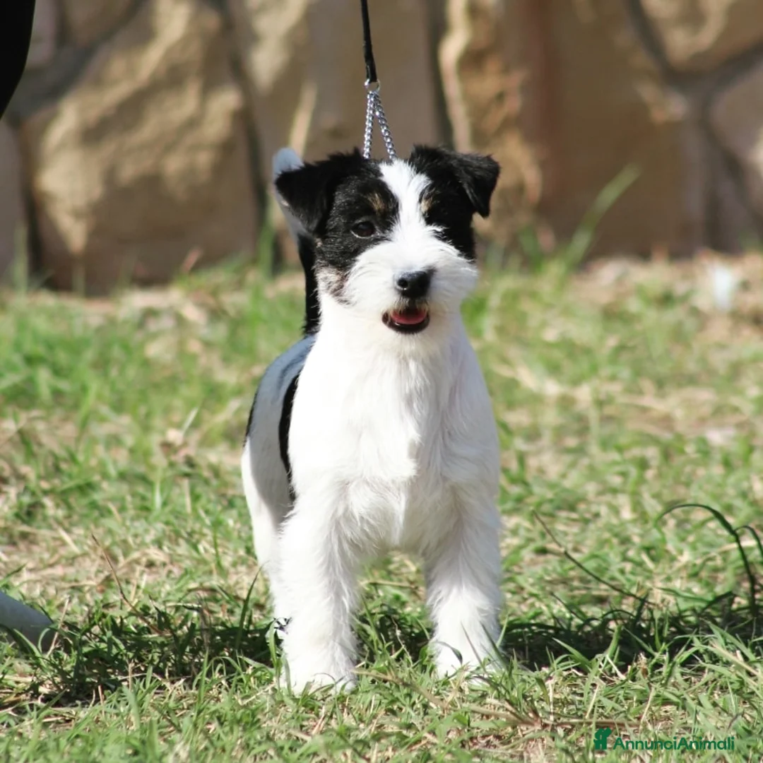 Immagine della galleria {{count}}