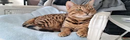 Bengala gatti in vendita: Cuccioli bengala con pedegree a Città Metropolitana di Torino - Annuncio 7