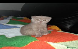 Scottish gatti in vendita: Scottish fold maschio  a Provincia di Cremona - Immagine 6
