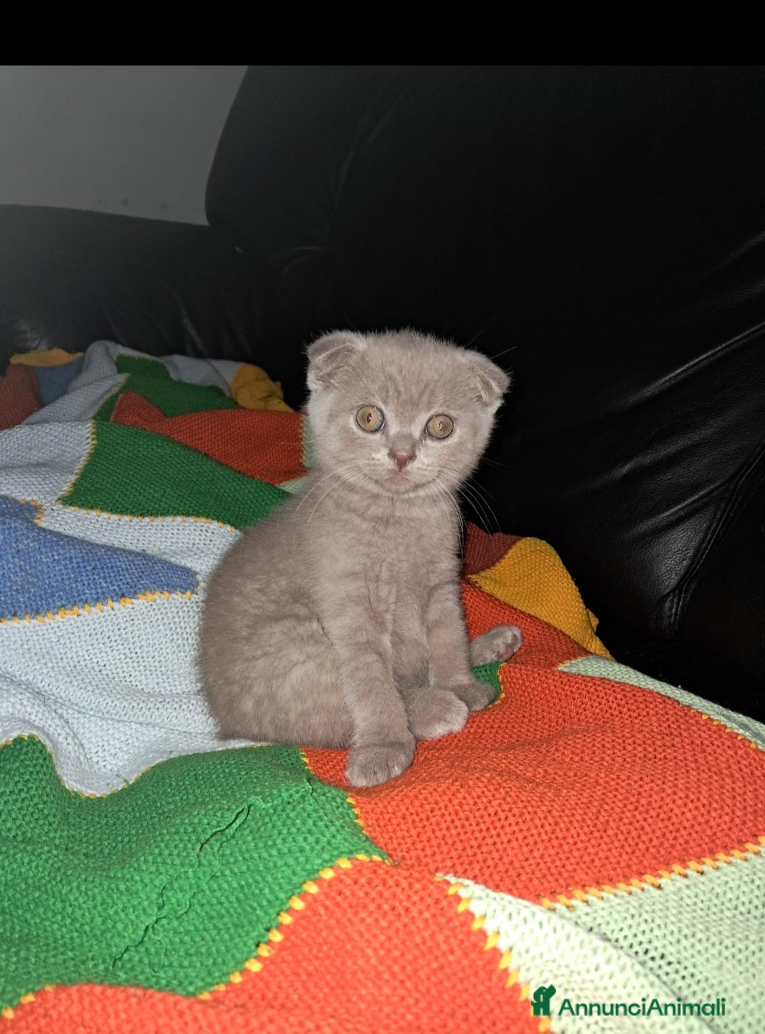 Scottish gatti in vendita: Scottish fold maschio  a Provincia di Cremona - Immagine 6
