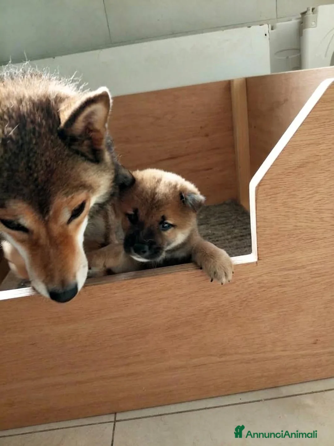 Shiba Inu cani in vendita: Cucciolo Shiba Inu - Annuncio 4
