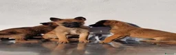 Pastore Belga cani in vendita: Cuccioli Pastore Belga Malinois in Puglia Foggia  - Annuncio 6
