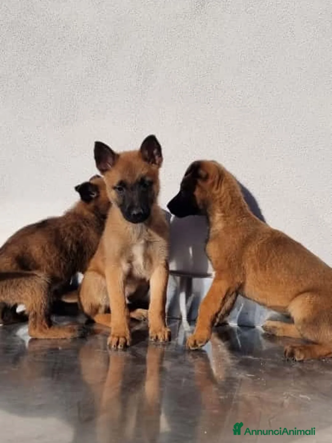 Pastore Belga cani in vendita: Cuccioli Pastore Belga Malinois in Puglia Foggia  - Annuncio 6