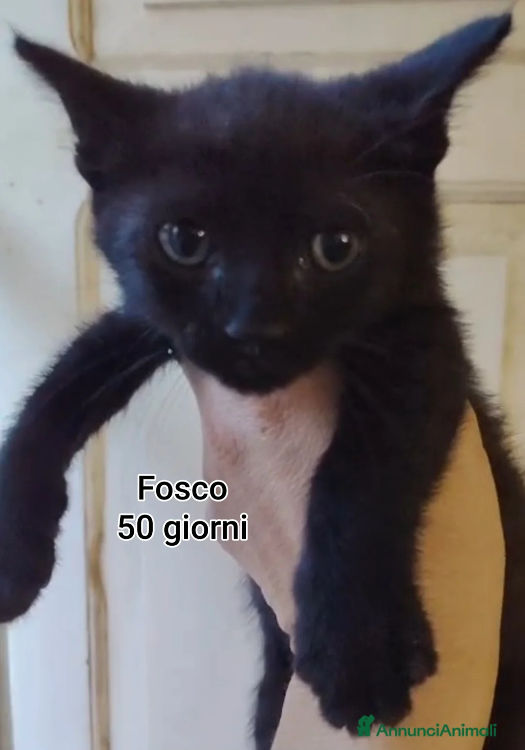 Altre razze gatti in regalo: GATTINI: SIAMO AL COLLASSO! a Città Metropolitana di Firenze - Annuncio 1