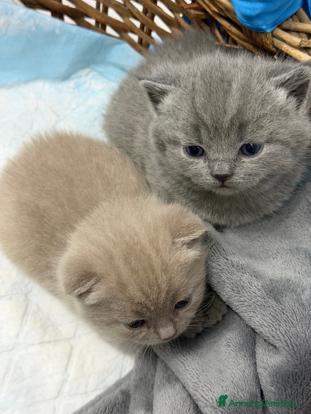 Scottish gatti in vendita: Scottish fold e Straight lilac e blue - Annuncio 1