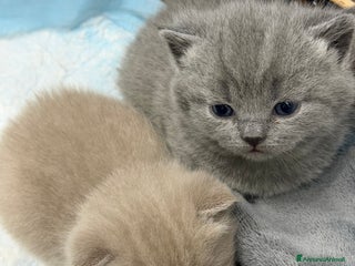 Scottish gatti Scottish fold e Straight lilac e blue - Annuncio 1