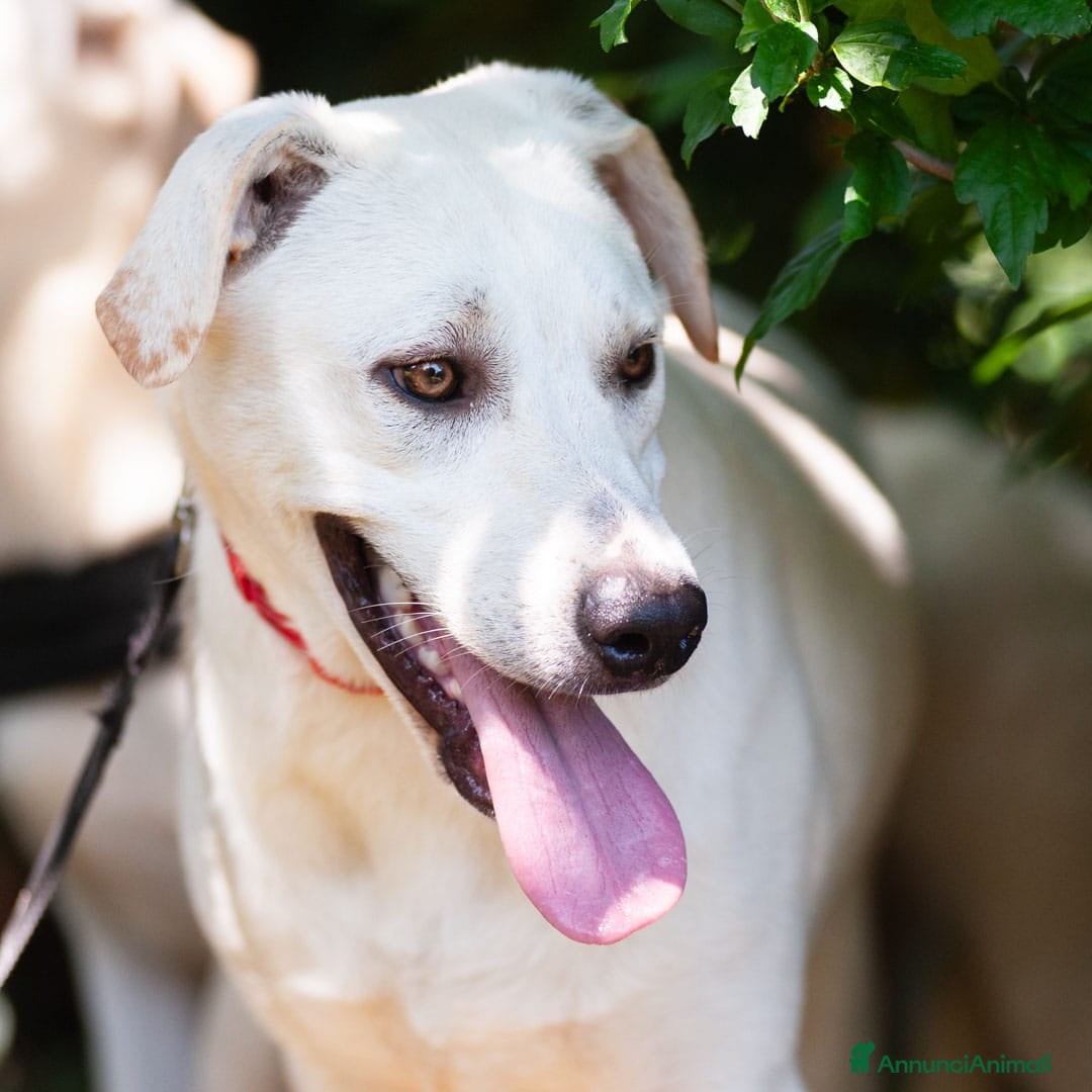 Altre razze cani in regalo: Whisky a Provincia di Bergamo - Immagine 13