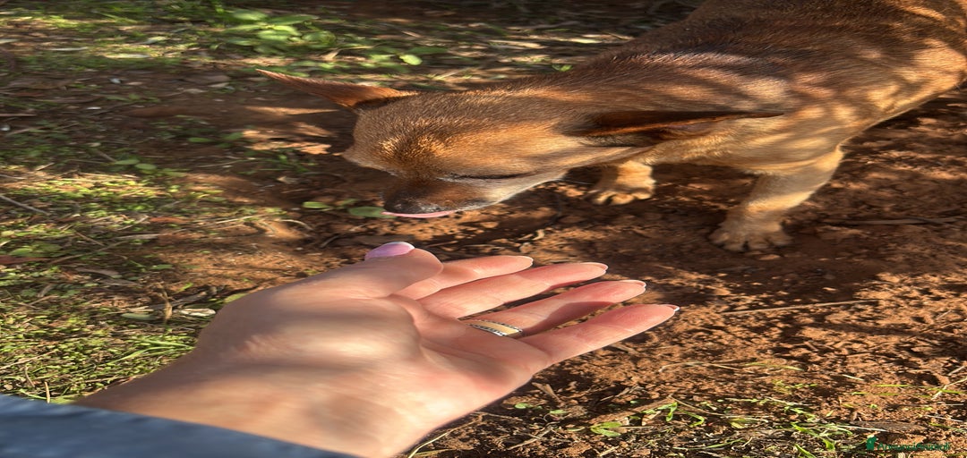 Immagine della galleria {{count}}