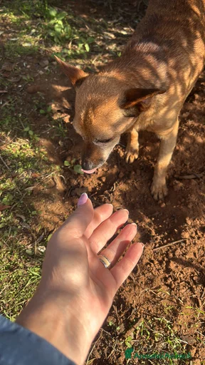 Immagine della galleria {{count}}