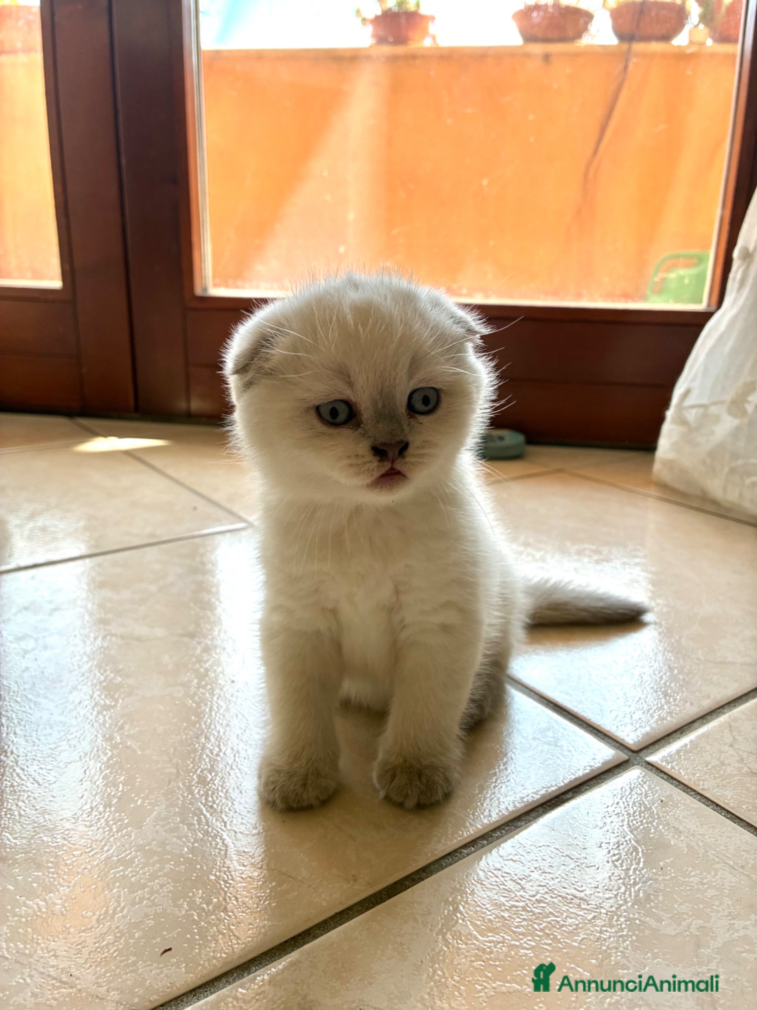 Scottish gatti Scottish blue point - Annuncio 2