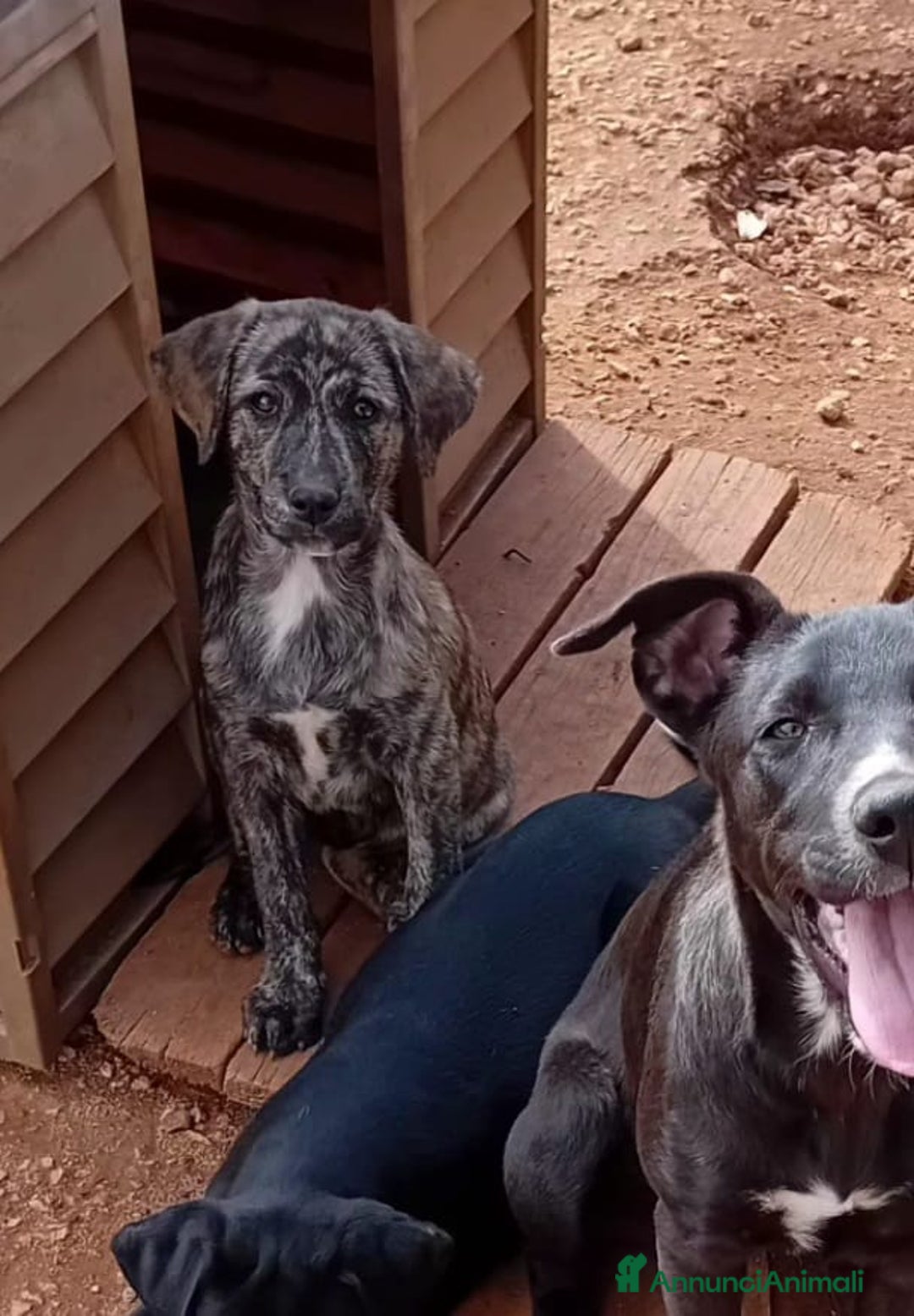 Altre razze cani in regalo: stella  - Annuncio 4