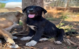 Altre razze cani in regalo: DANA DOLY DORIS 4 MESI (23/02/25) a Provincia di Bergamo - Immagine 10