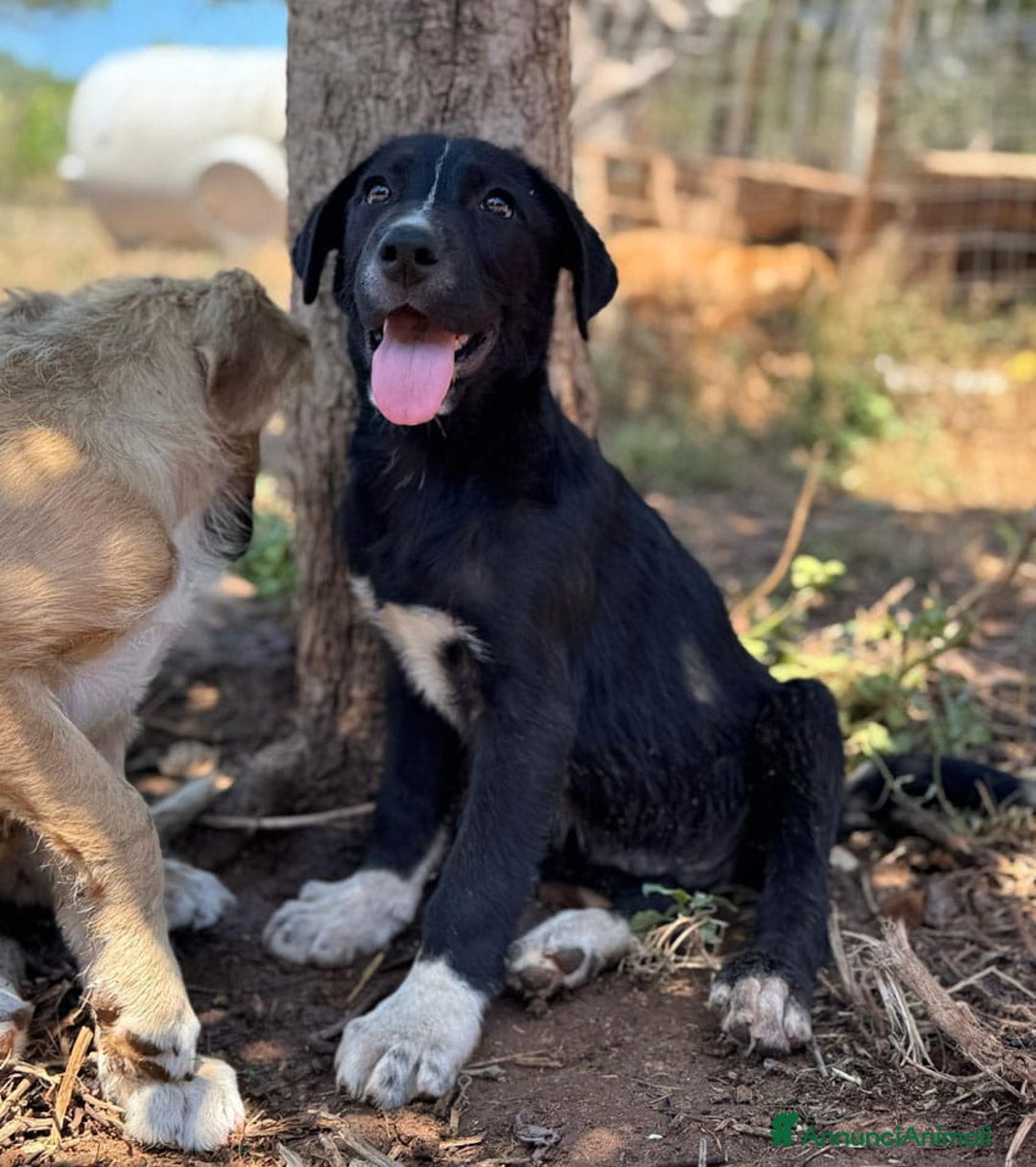 Altre razze cani in regalo: DANA DOLY DORIS 4 MESI (23/02/25) a Provincia di Bergamo - Immagine 10