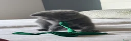Scottish gatti in vendita: Cucciolata Scottish-British - Annuncio 8
