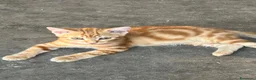 Europeo gatti in vendita: Gatti  a Provincia di Padova - Annuncio 5