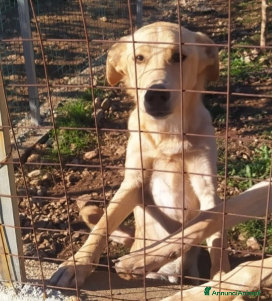 Meticcio cani in regalo:  9mesi nessuno l'ha scelto,dritto in canile!COSENZ a Città metropolitana di Milano - Annuncio 2