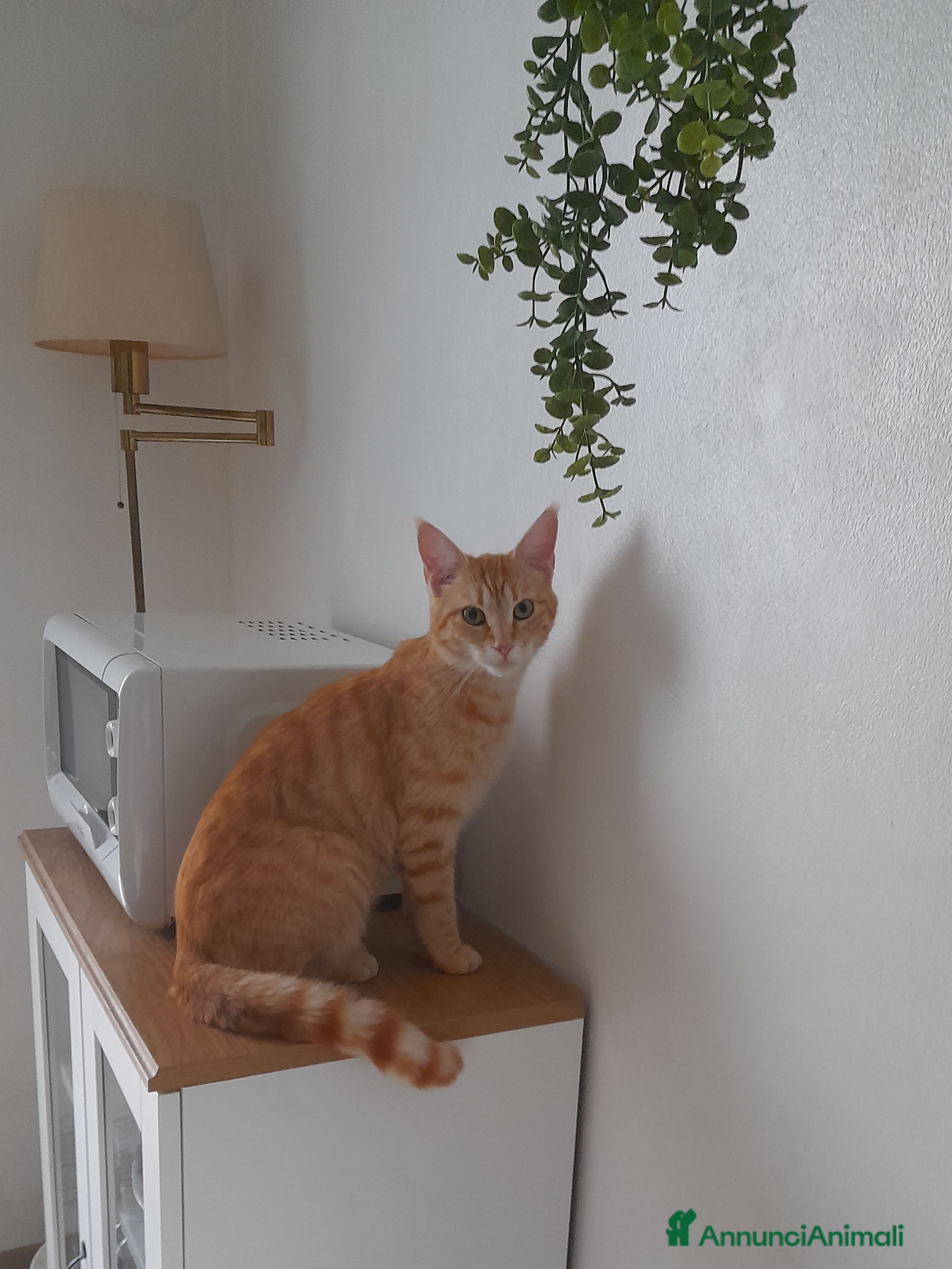 Maine Coon gatti Gattine disponibili  - Annuncio 1