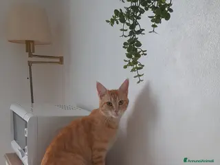 Maine Coon gatti Gattine disponibili - Annuncio 1