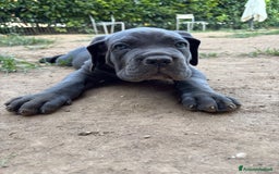 Cane Corso cani in vendita: Cuccioli cane corso a Provincia di Verona - Immagine 14