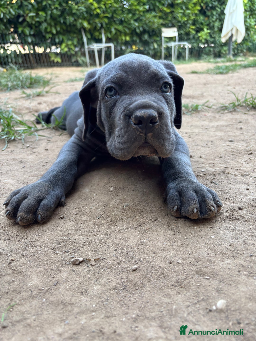 Cane Corso cani in vendita: Cuccioli cane corso a Provincia di Verona - Immagine 14