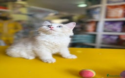 Siberiano gatti in vendita: Gattino siberiano a Città metropolitana di Roma Capitale - Immagine 1