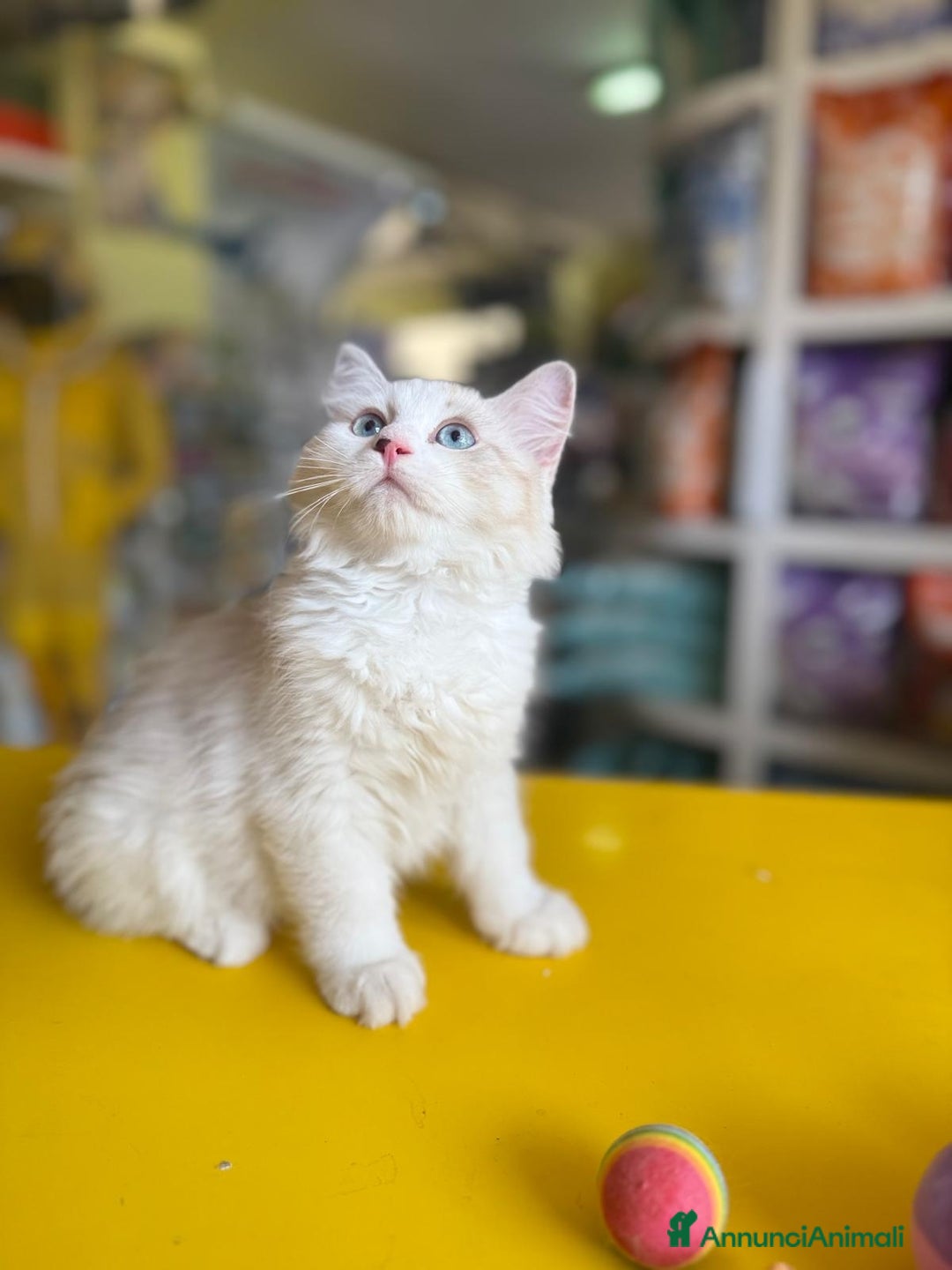 Siberiano gatti in vendita: Gattino siberiano a Città metropolitana di Roma Capitale - Immagine 1