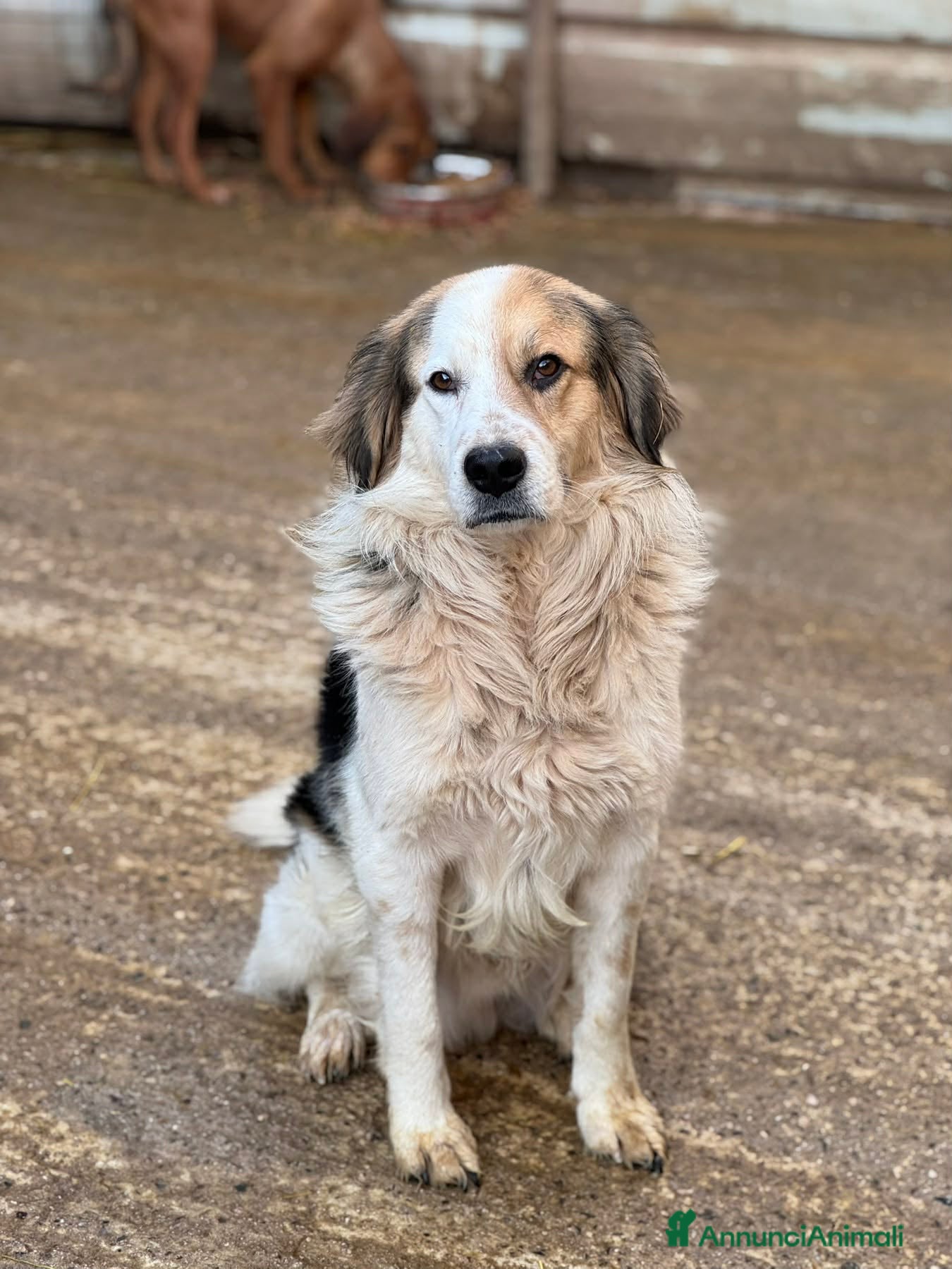 Meticcio cani ARAMIS, cagnolone dalla bontà unica! - Annuncio 2