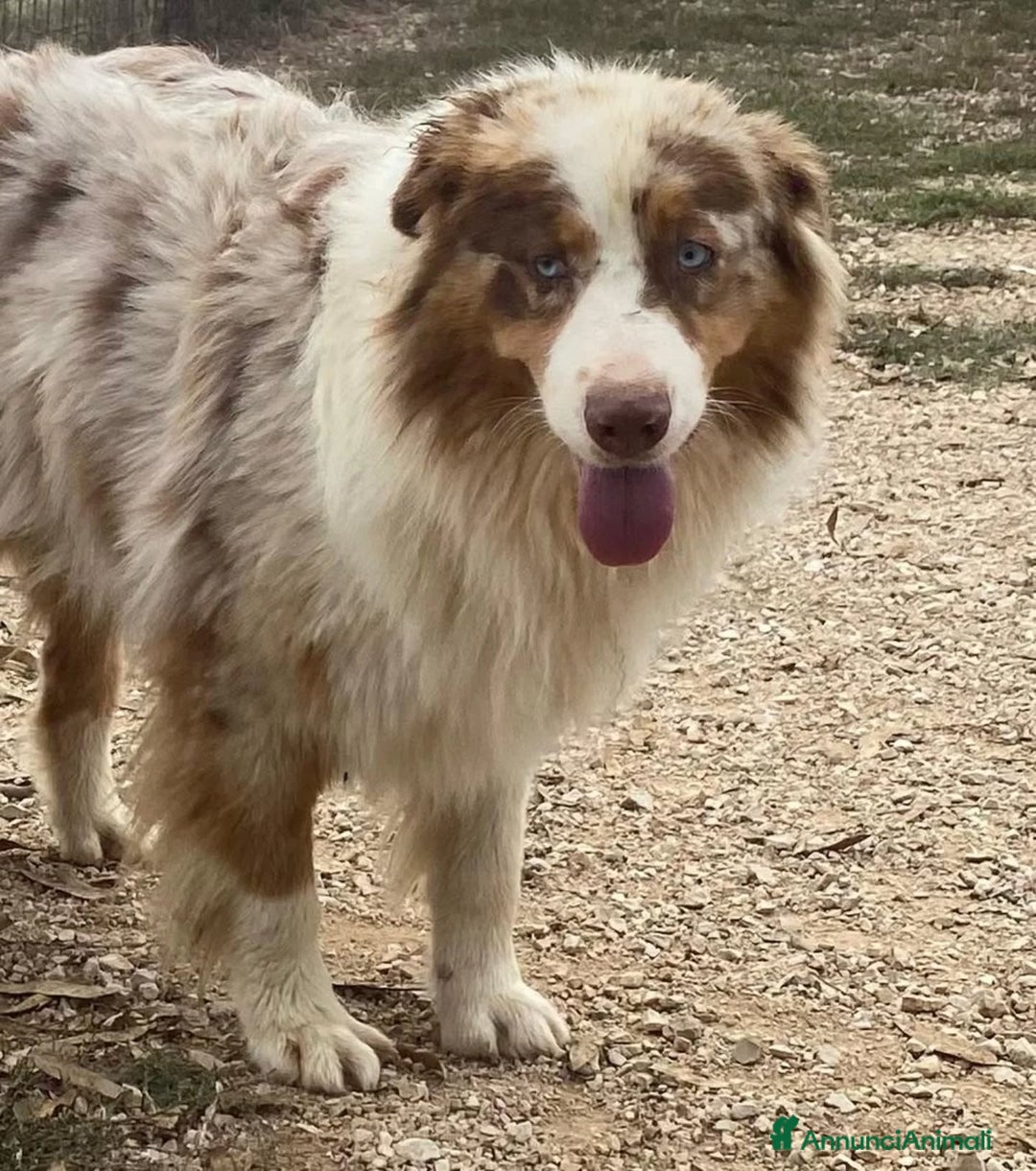 Australian Shepherd cani in regalo: ADE meraviglioso PASTORE AUSTRALIANO cerca casa - Annuncio 3