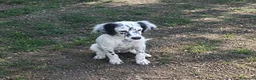 Setter Inglese cani in vendita: Cuccioli Setter Inglese a Città metropolitana di Roma Capitale - Annuncio 4