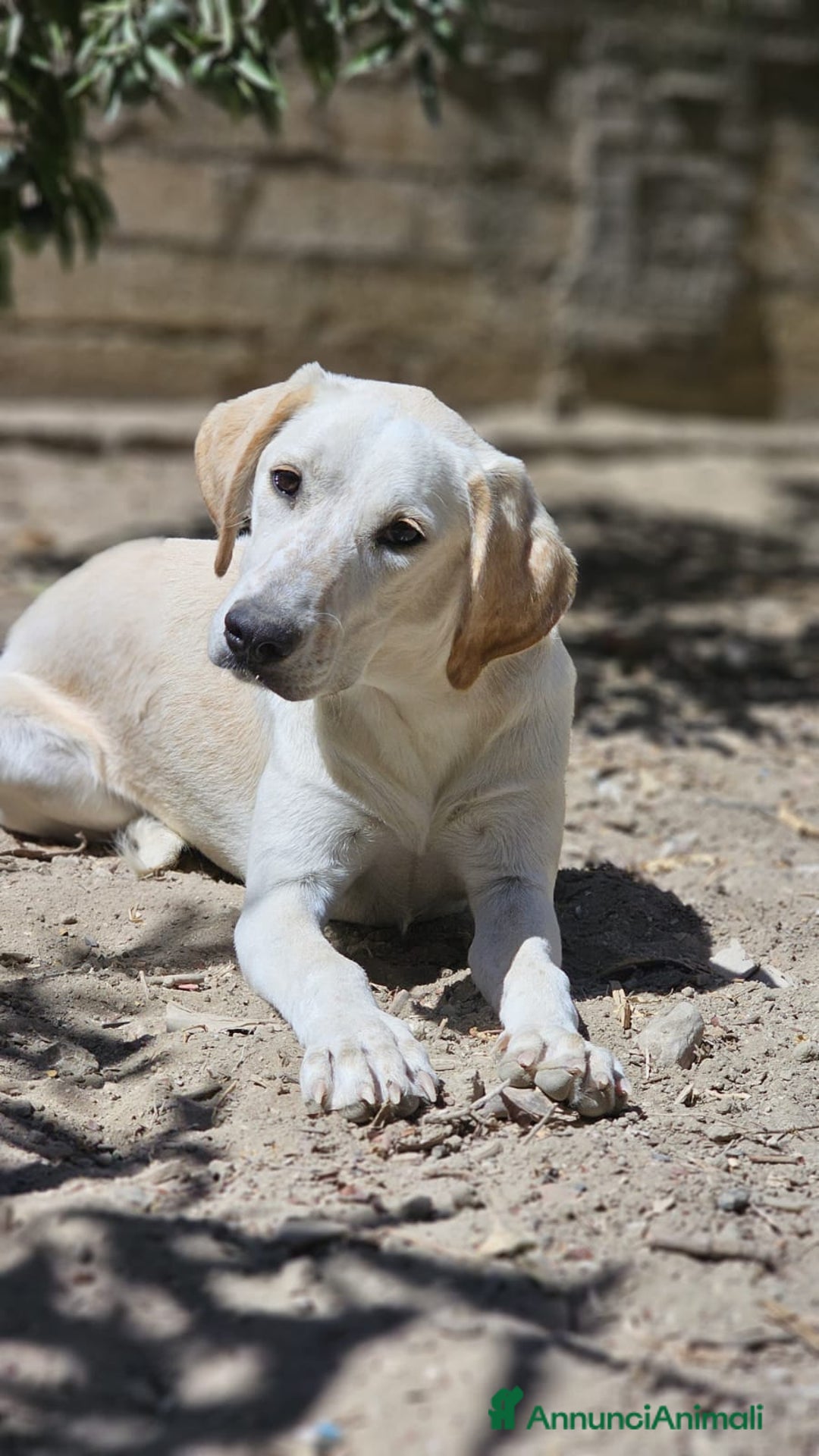 Meticcio cani in regalo: Fratello/sorella 7mesi URGENTE STALLO!!SICILIA SOA - Annuncio 2