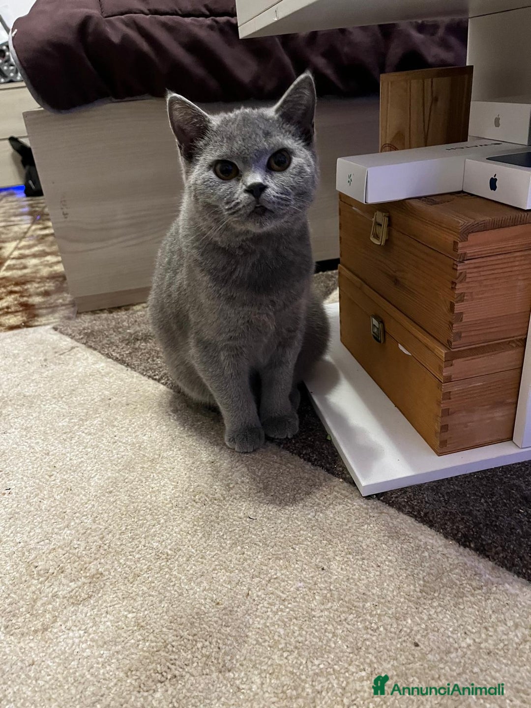 Scottish gatti in vendita: cuccioli SOTTISH FOLD - Annuncio 1