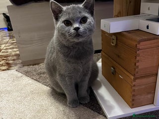 Scottish gatti cuccioli SOTTISH FOLD - Annuncio 1