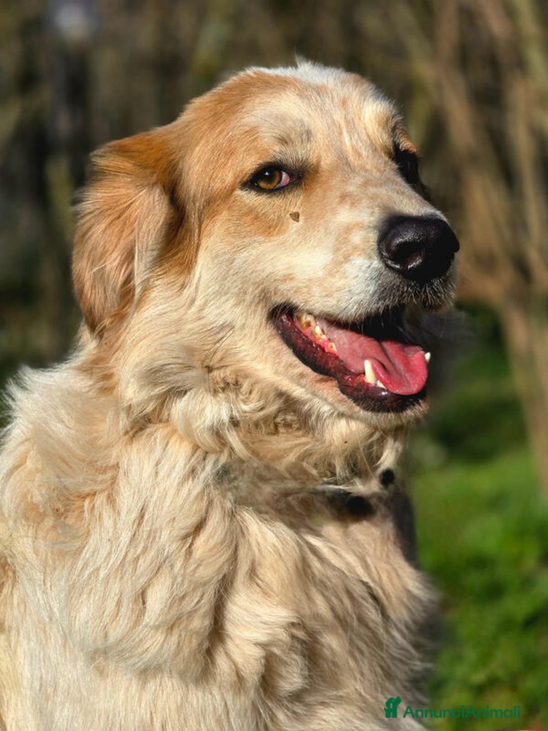 Meticcio cani in regalo: MIKY PERCHE' NESSUNO MI VUOLE? IN ADOZIONE - Annuncio 2