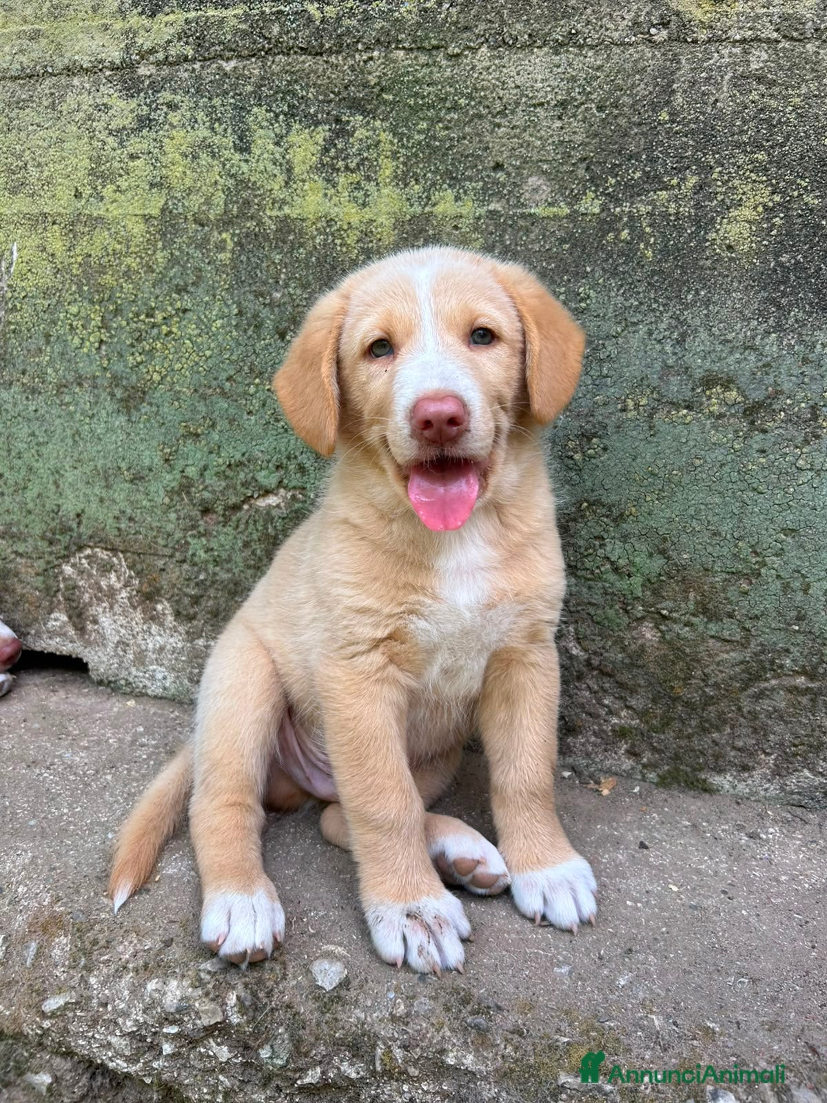 Meticcio cani Milo cerca casa 🏡 - Annuncio 12