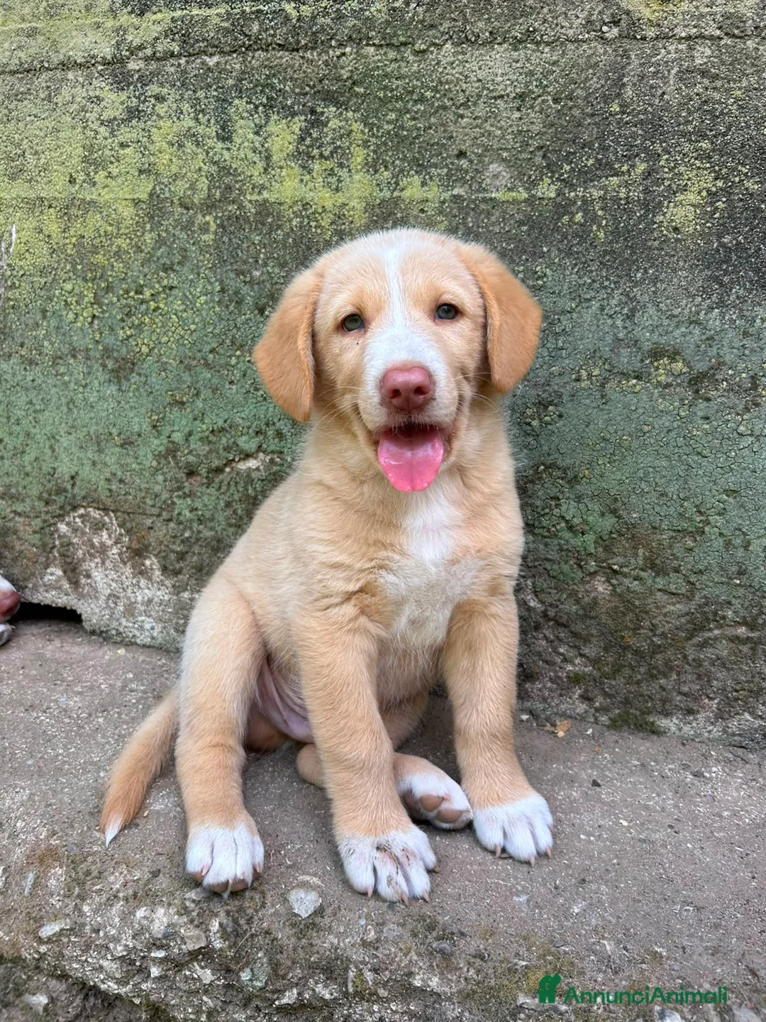 Meticcio cani in regalo: Milo cerca casa 🏡 - Annuncio 1