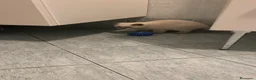Scottish gatti in vendita: gatti scottish - Annuncio 7