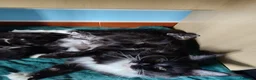 Maine Coon gatti in vendita: Meravigliosi gattini Maine Coon - Annuncio 2