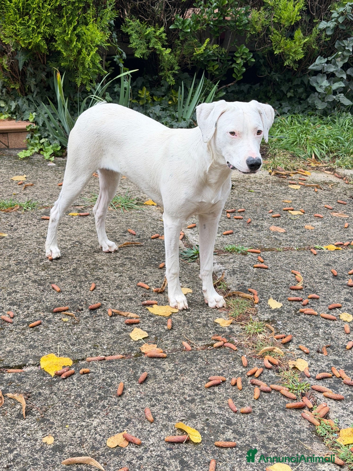 Meticcio cani Alice - Annuncio 38