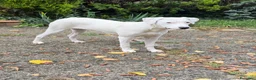 Meticcio cani in regalo: Alice a Provincia di Varese - Annuncio 1